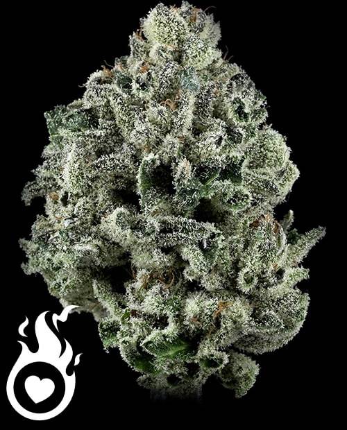 10-OH-HHC Weed