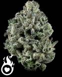 10-OH-HHC WEED 45%