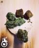 Weed 10-OH-HHC