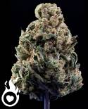 Cannabis H4CBD