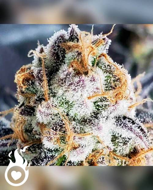 10 OH HHC Flower 45%